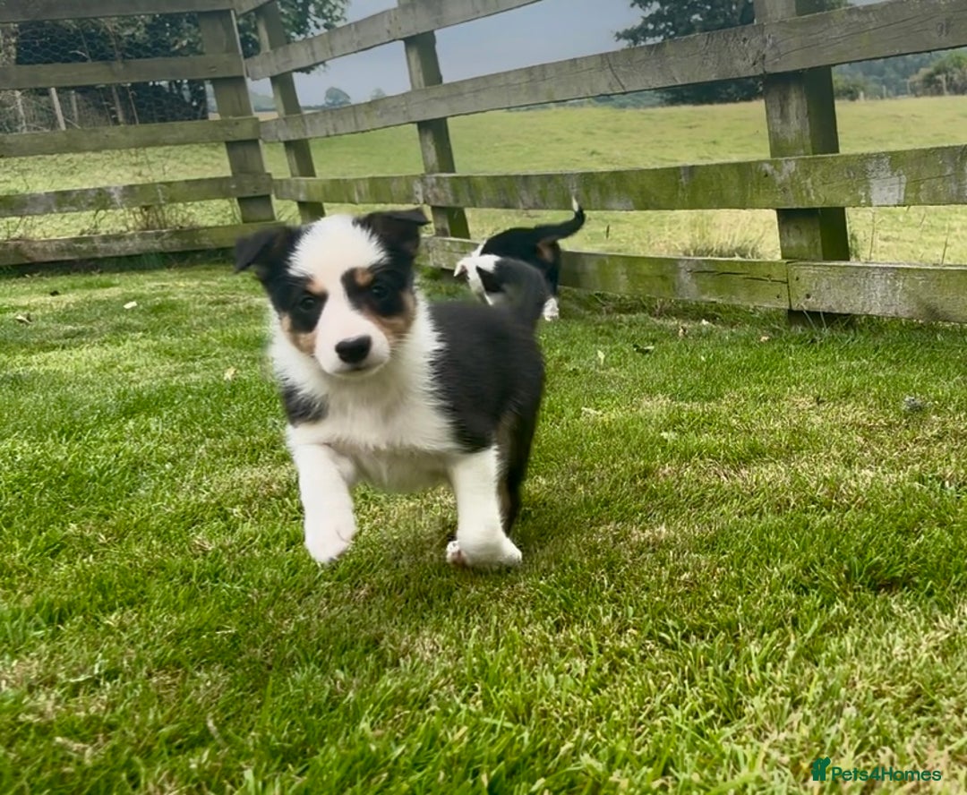 Border Collie dogs for sale: Beautiful Border Collie pups for sale  - Image 9