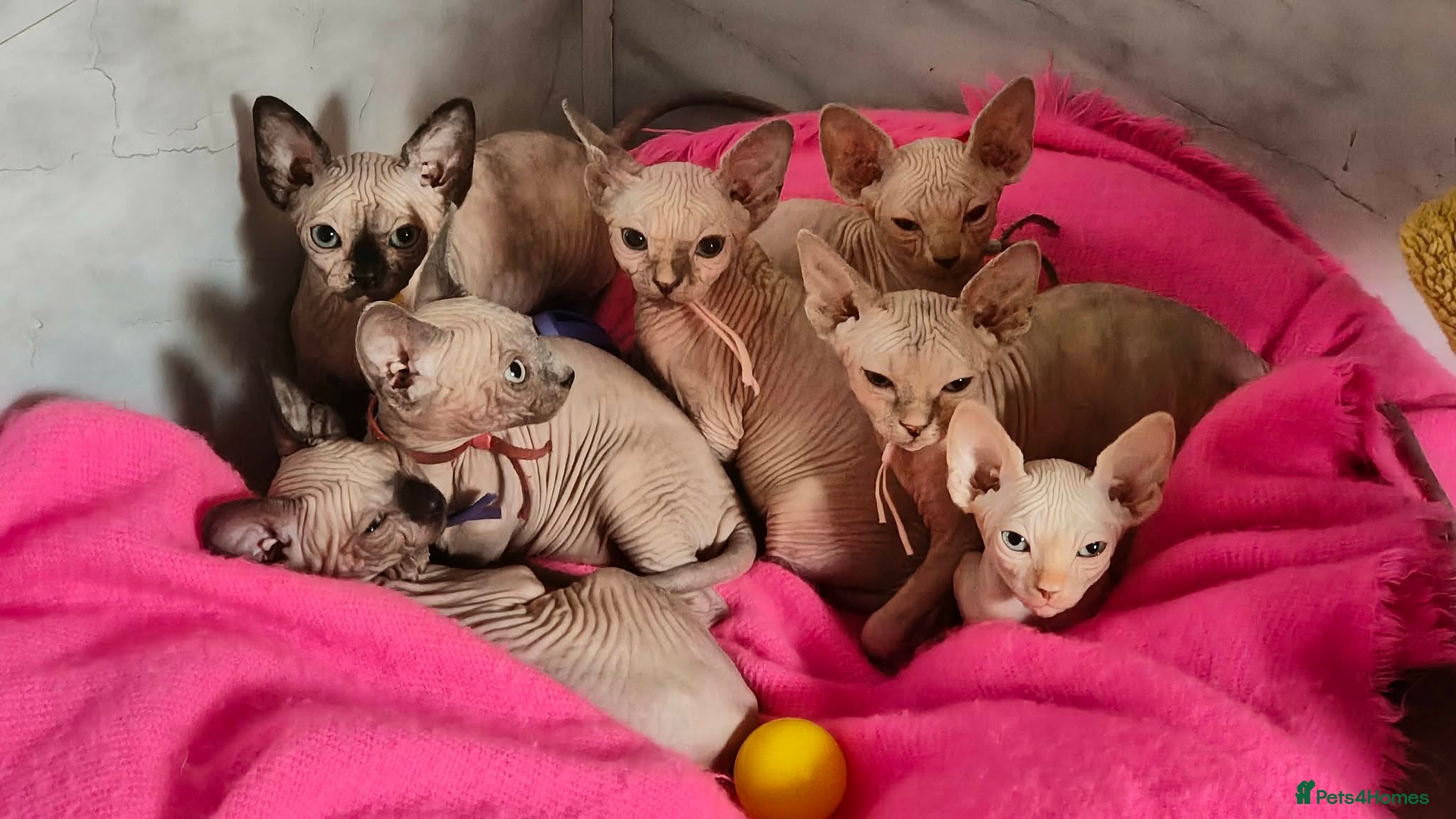 Sphynx cats Canadian Sphynx Tica registered,Blue eyes. - Advert 1