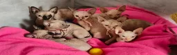 Sphynx cats for sale: Canadian Sphynx Tica registered,Blue eyes. - Advert 1