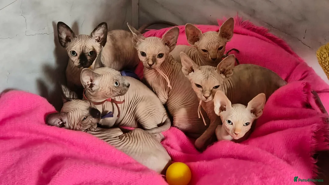 Sphynx cats for sale: Canadian Sphynx Tica registered,Blue eyes. - Advert 1