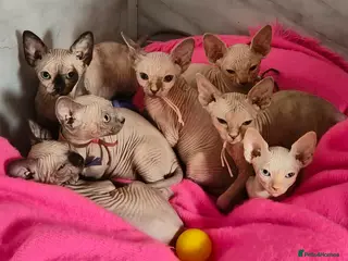 Sphynx cats Canadian Sphynx Tica registered,Blue eyes. - Advert 1