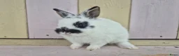Netherland Dwarf rabbits for sale: 🩵PRETTIEST NETHERLAND DWARF COLOURED BABIES 🩷 - Advert 4