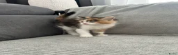 Maine Coon cats for sale: Kittens Looking for Their Forever Homes 🐾 - Advert 31