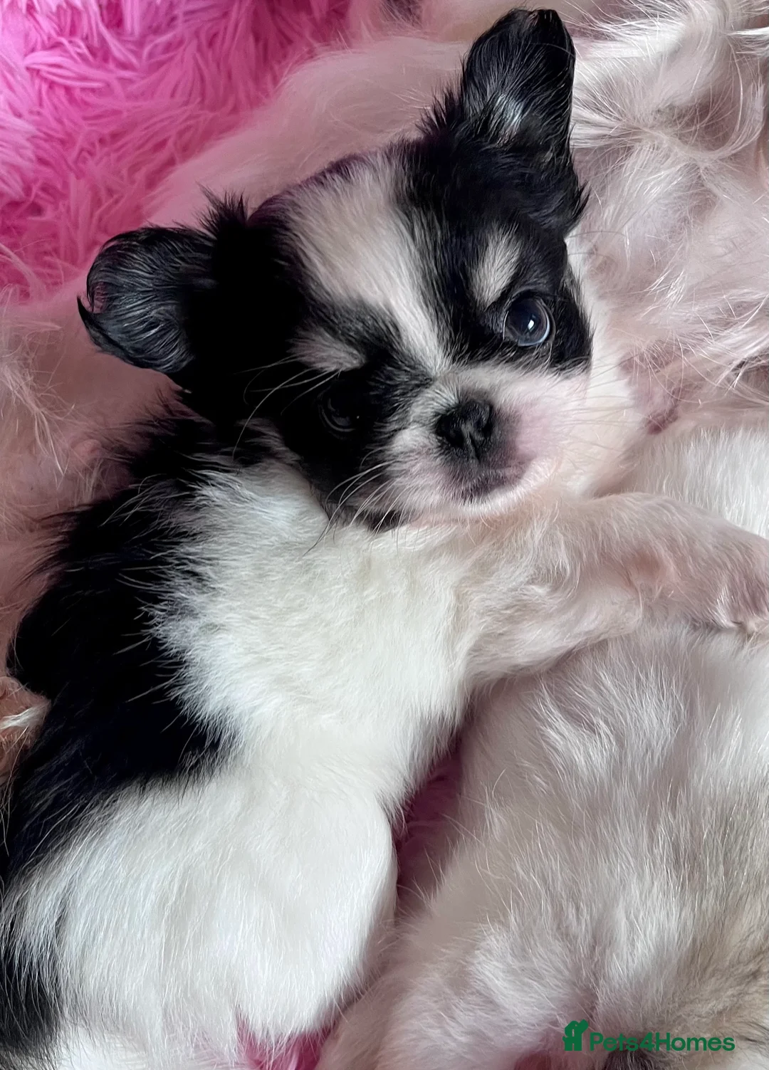 Chihuahua dogs for sale: Long Coat Chihuahua Boys Outstanding Quality ⭐️ - Advert 27