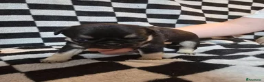 Pug 4