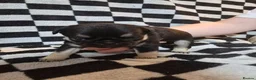 Pug dogs for sale: Kc registered Pug puppies  - Advert 19