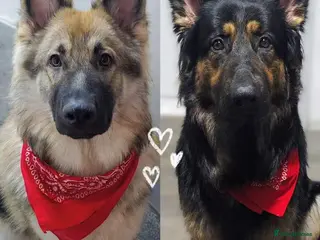 German Shepherd dogs German Shepherd Puppies | 5 Male, 3 Female - Advert 1