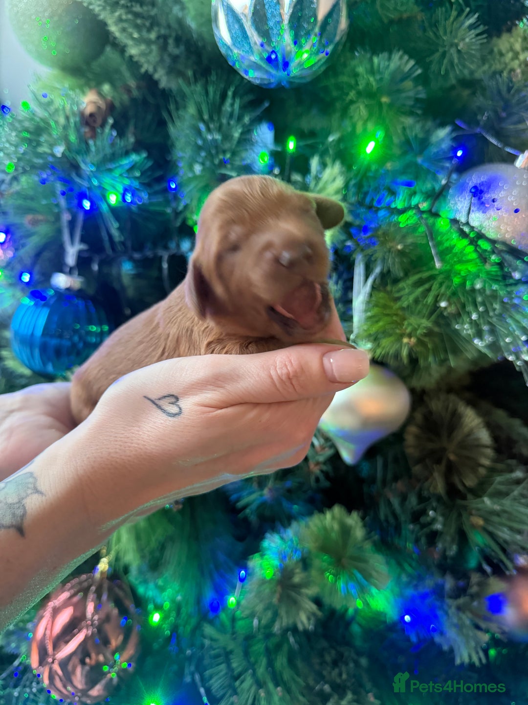 Cavapoo dogs for sale: Cavapoo puppies for sale - Advert 15