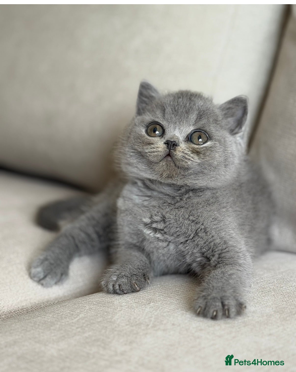 British Shorthair cats for sale: ✨ GCCF BEAUTIFUL KITTENS ✨ - Advert 8