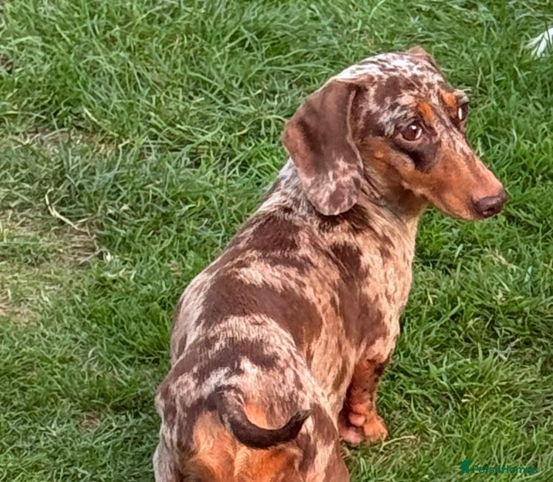 Miniature Dachshund dogs for sale: Miniature dachshunds  - Image 9