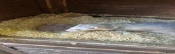 Ferret rodents for sale: Ferret kits - Advert 3