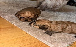 Zuchon dogs for sale: Zuchon pupp - Image 9
