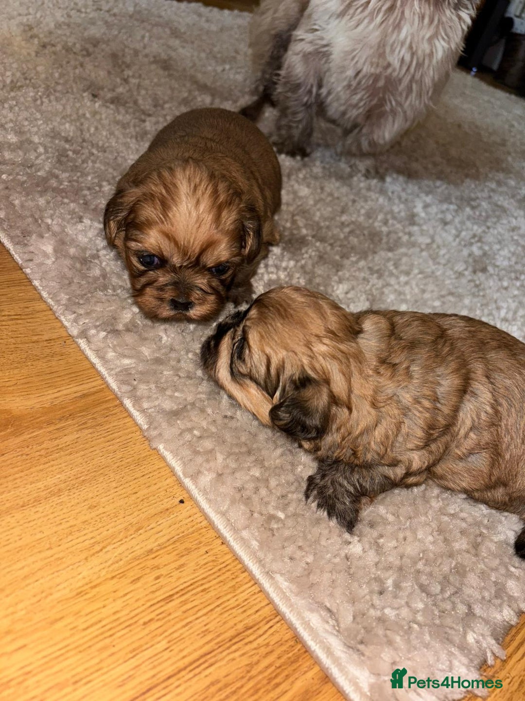 Zuchon dogs for sale: Zuchon pupp - Image 9