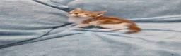 Mixed Breed cats for sale: 8 WEEKS OLD FLUFFY Kittens VIDEOS - Advert 10