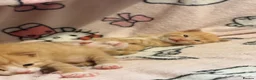 Mixed Breed cats for sale: Kittens for sale in Hounslow - Advert 14