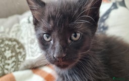 Mixed Breed cats for sale: Gorgeous Large Maine Coon Cross Kittens - Image 14