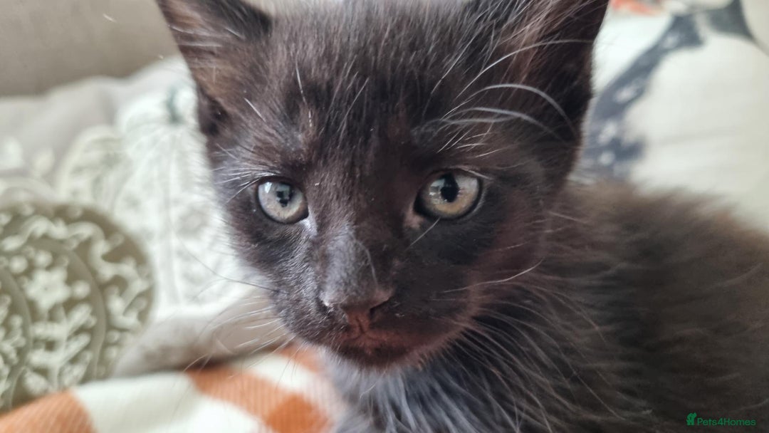 Mixed Breed cats for sale: Gorgeous Large Maine Coon Cross Kittens - Image 14