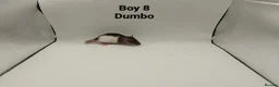 Rat rodents for sale: April Rats! (7 Boys & 5 Girls Left) - Advert 9
