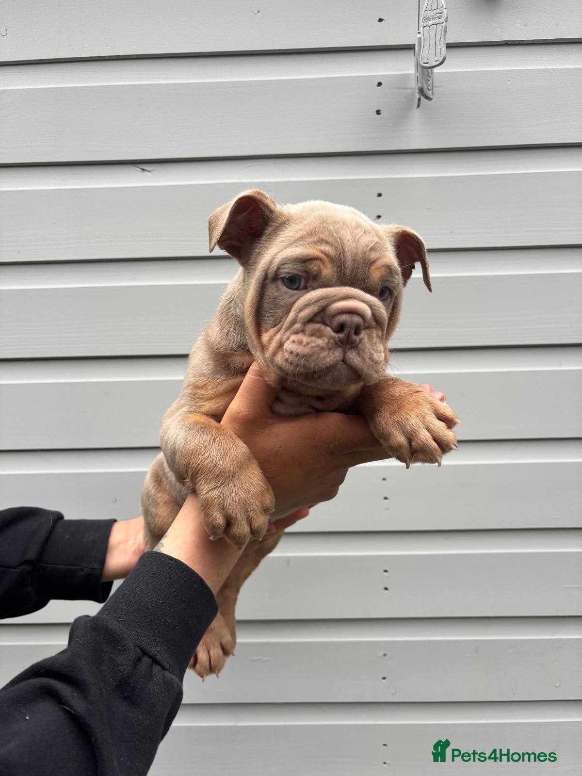 English Bulldog dogs for sale:  English Bulldogs DWKC 🧬🏆 Final reduction! - Advert 13