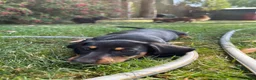 Miniature Dachshund dogs for sale: READY NOW - Last puppy dog - Miniature Dachshunds - Advert 6