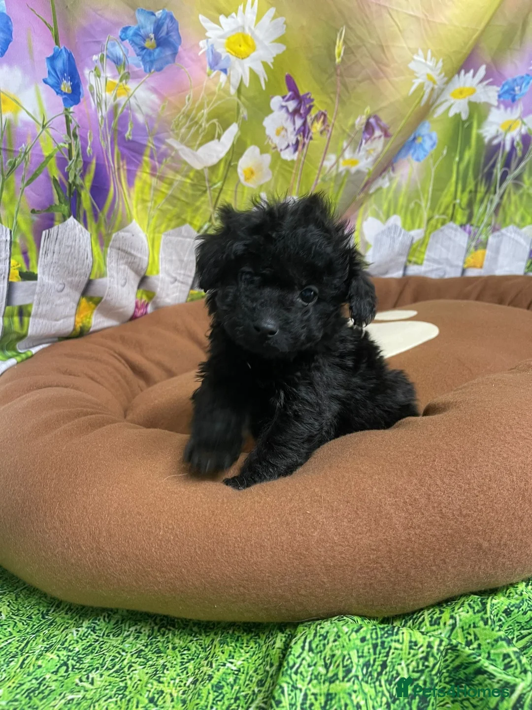 Cavapoo dogs for sale: F1B cavapoos ⭐️ - Advert 10