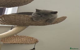 British Shorthair cats for sale: British short hair ( Lilac Male)  - Image 6
