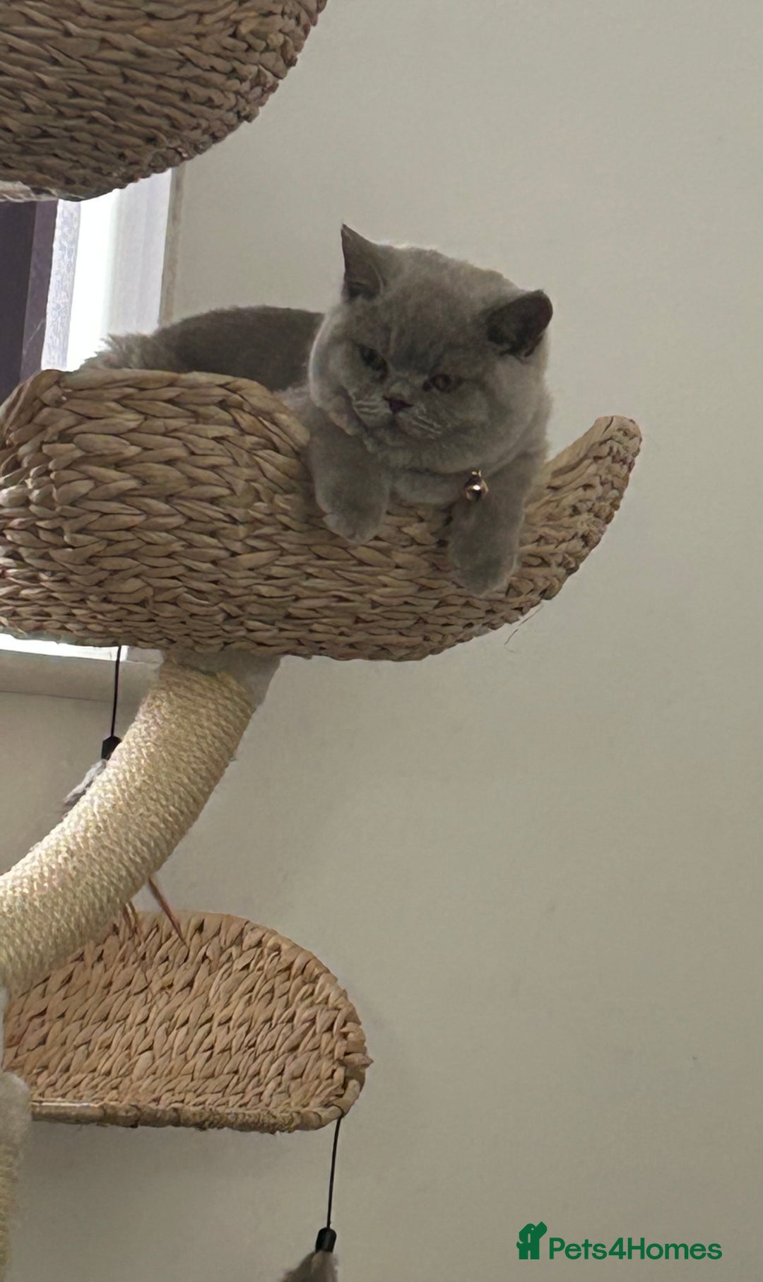 British Shorthair cats for sale: British short hair ( Lilac Male)  - Image 6