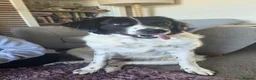 Mixed Breed dogs for sale: Large, loving girl looking for her forever home.  - Advert 2