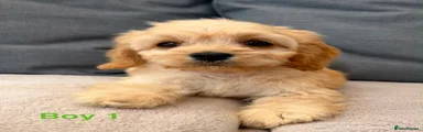 Cockapoo 1