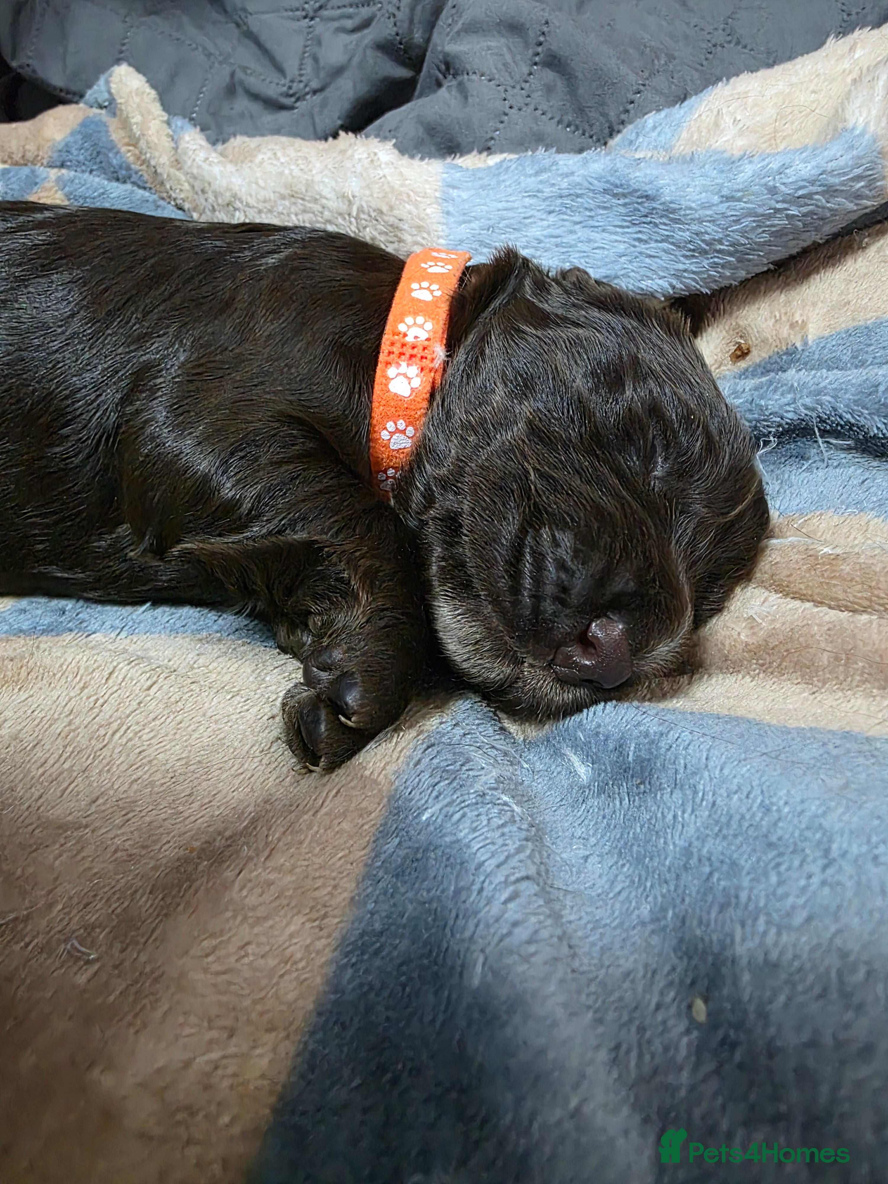 Chocolate Boy - Orange