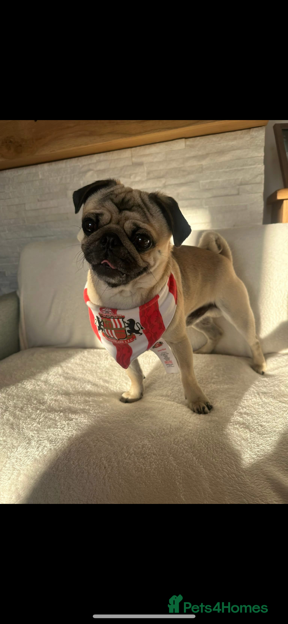 Pug dogs for stud: Pug to breed  - Advert 4
