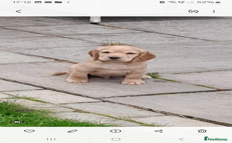 Cocker Spaniel dogs - Advert 10