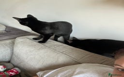 Mixed Breed cats for sale: 2 female black cats  - Image 1
