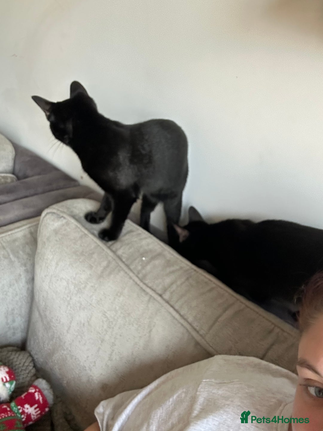 Mixed Breed cats for sale: 2 female black cats  - Image 1