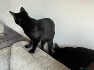 Mixed Breed cats - Advert 13