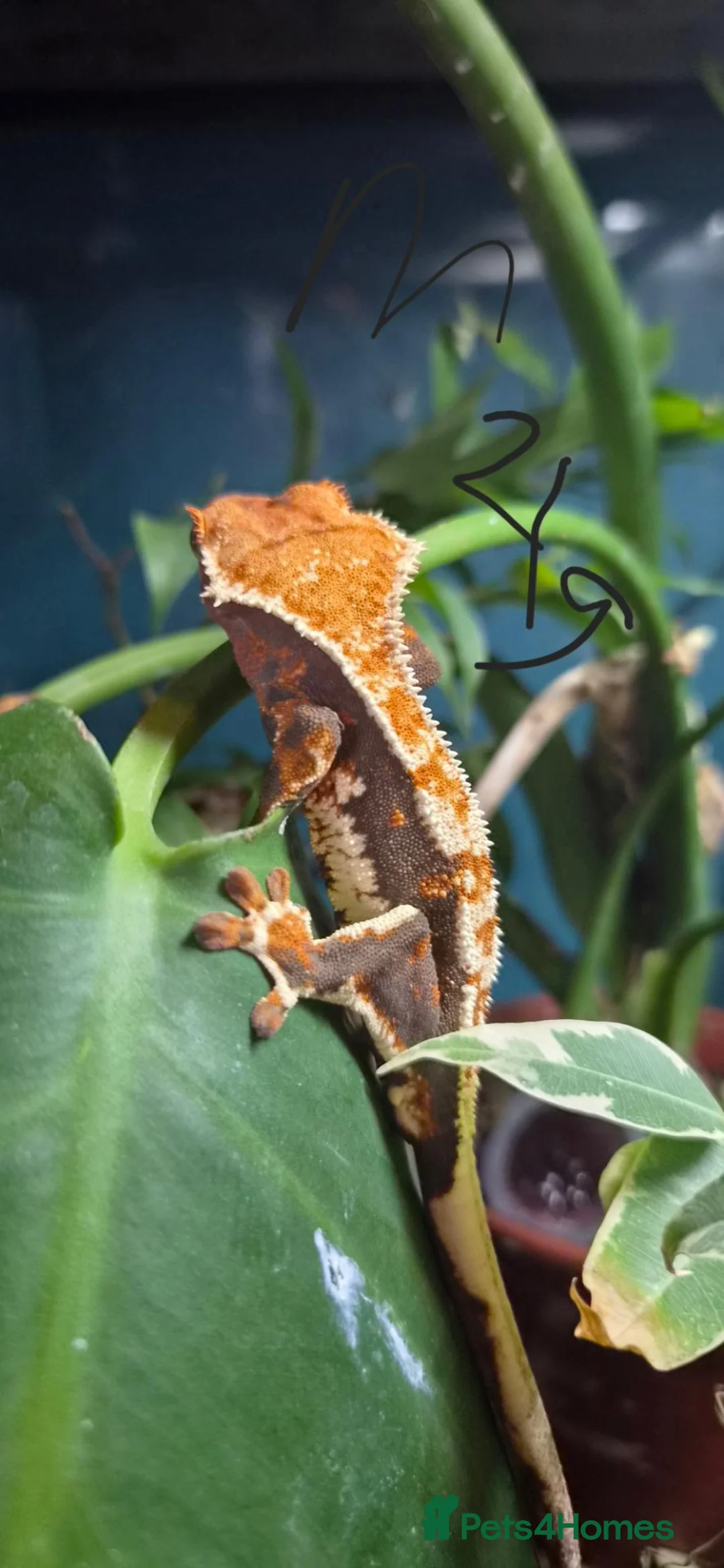 Gecko reptiles for sale: Breeding cresties and gargs and babies - Advert 2