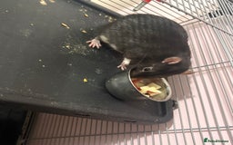 Rat rodents for sale: 3 male rats  - Image 6