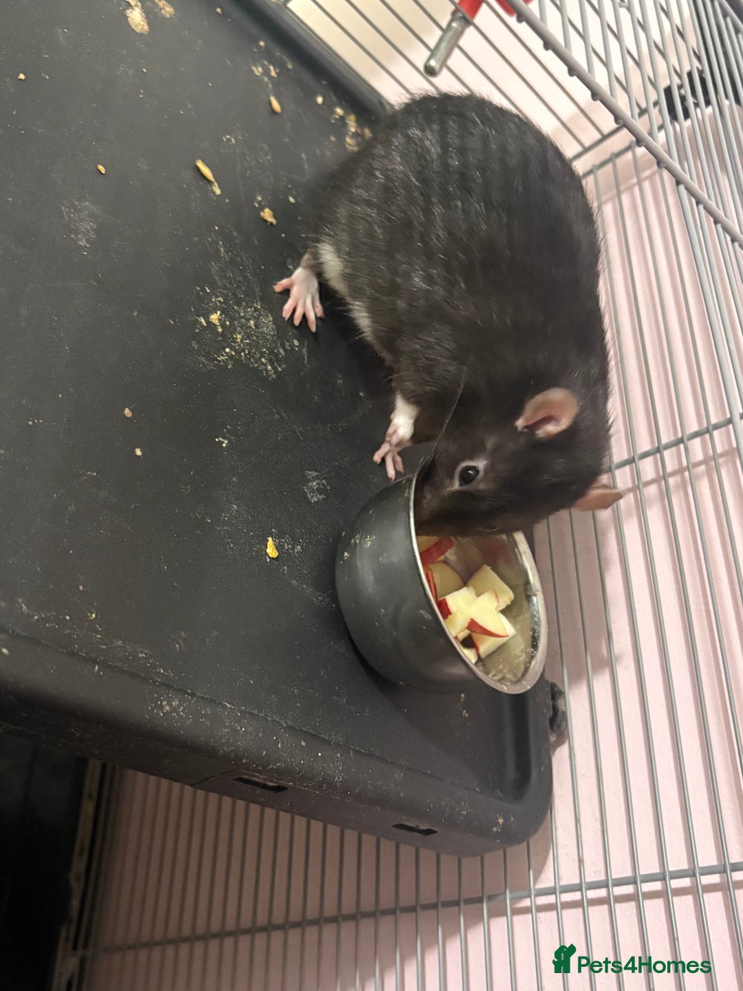 Rat rodents for sale: 3 male rats  - Image 6
