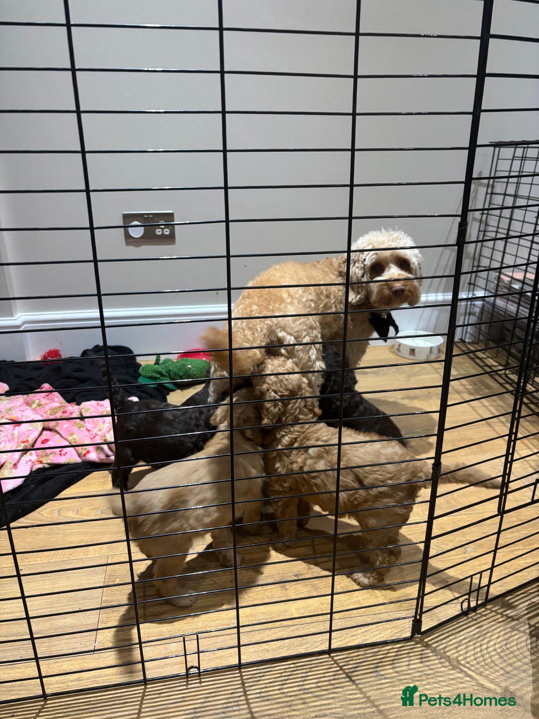 Cockapoo dogs for sale: 5 cockapoo puppies for sale 4 boys and 1 girl  - Advert 20
