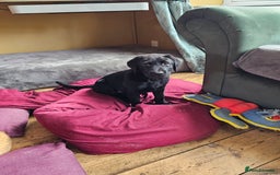 Labrador Retriever dogs for sale: 3 little girls for sale - Image 7