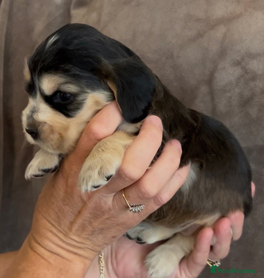 Cocker Spaniel dogs for sale: Tri coloured, strong, Cocker Spaniel Puppies  - Image 6