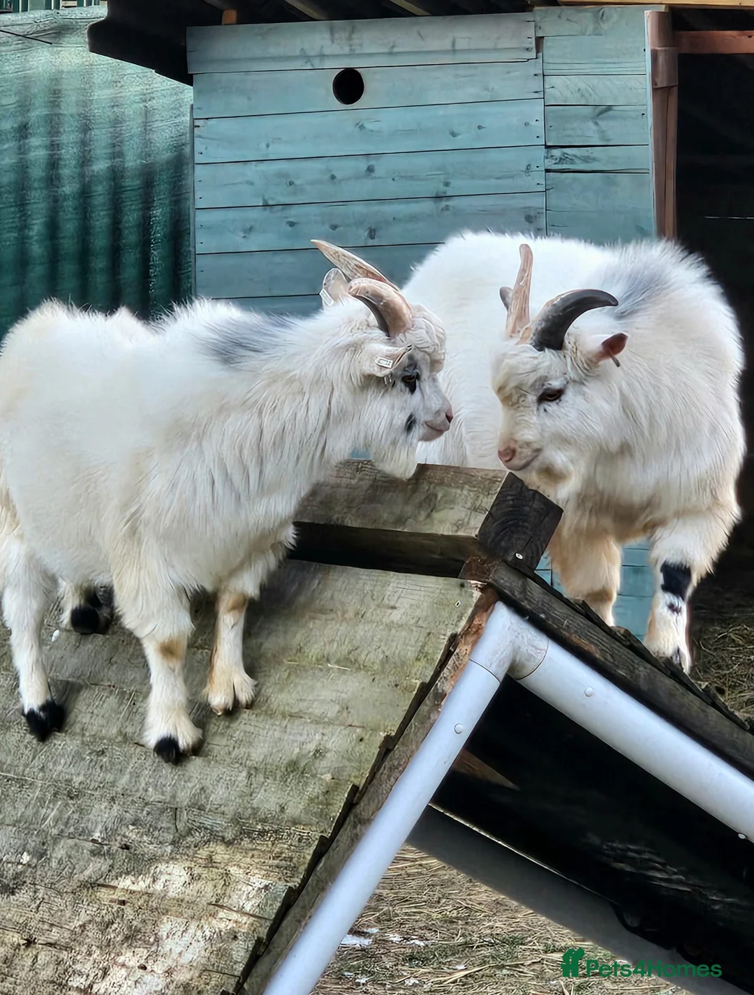 Goats livestock for sale: Two 1-Year-Old White Male Pygmy Goats - Advert 2