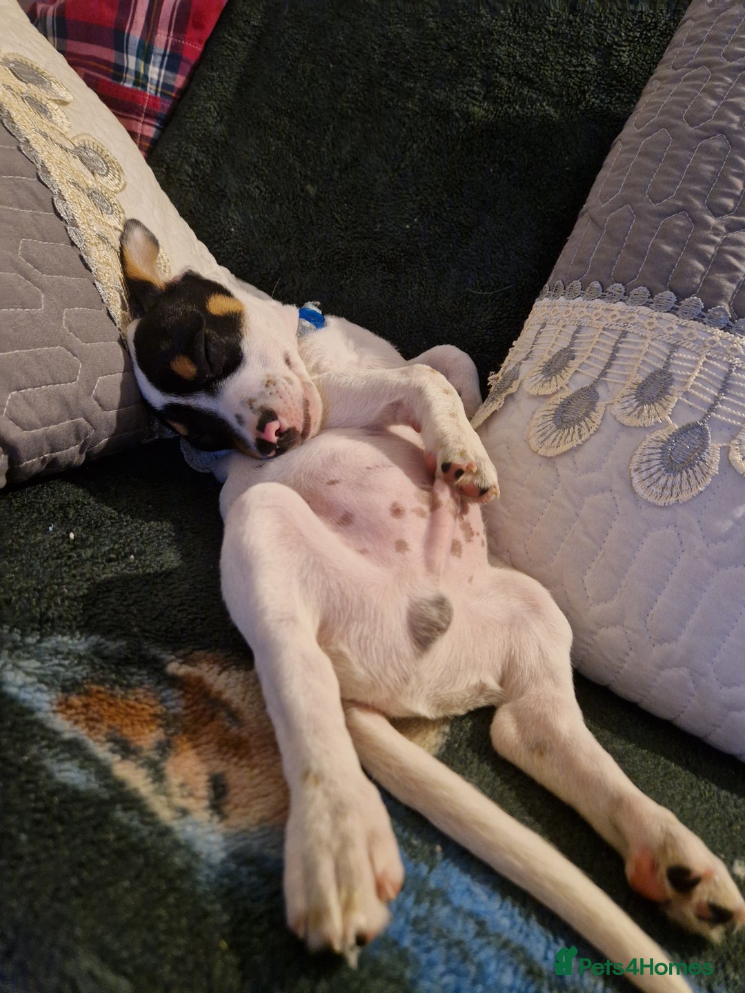 Mixed Breed dogs for sale: Jack russell cross - Image 6