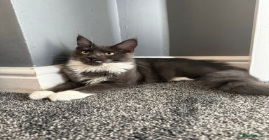 Maine Coon cats - Advert 8