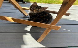 British Shorthair cats for sale: Playful kittens ready for loving homes - Image 9