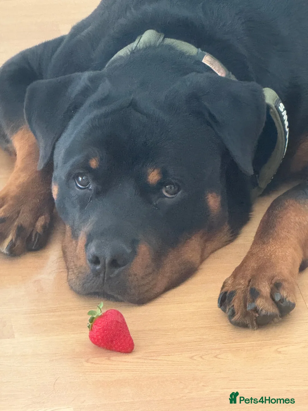 Rottweiler dogs for sale: Rottweiler Apollo 10 month old in Derby - Advert 1