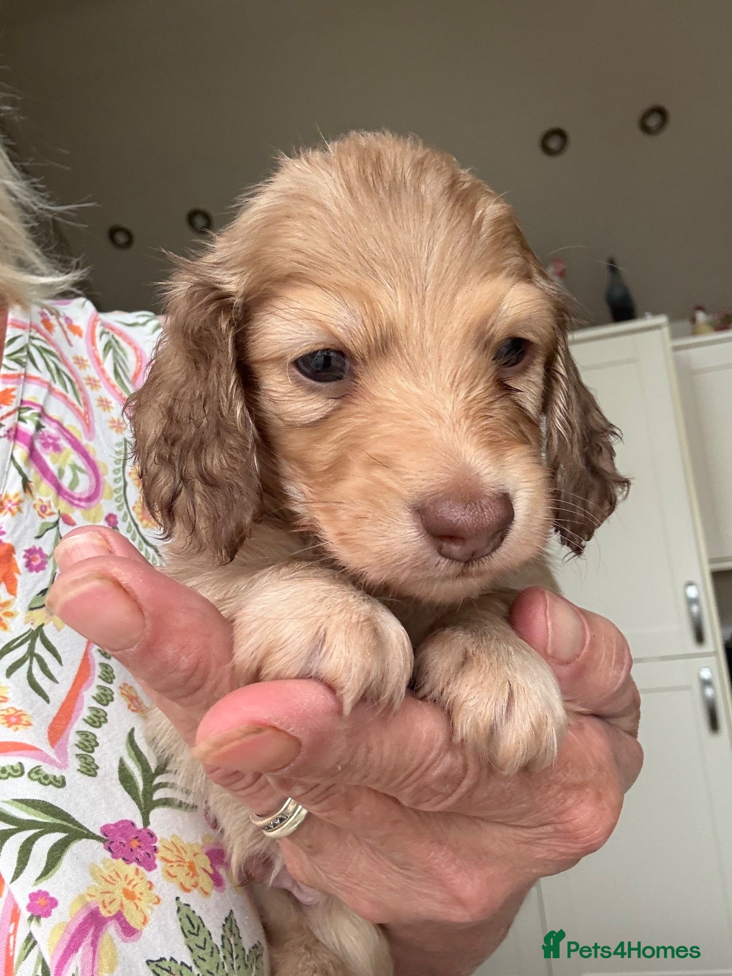 Miniature Dachshund dogs Stunning long hair  KC,PRA & BVA eye clear parents - Advert 13
