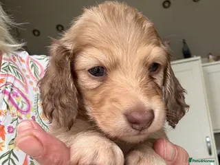 Miniature Dachshund dogs Stunning long hair KC,PRA & BVA eye clear parents - Advert 13