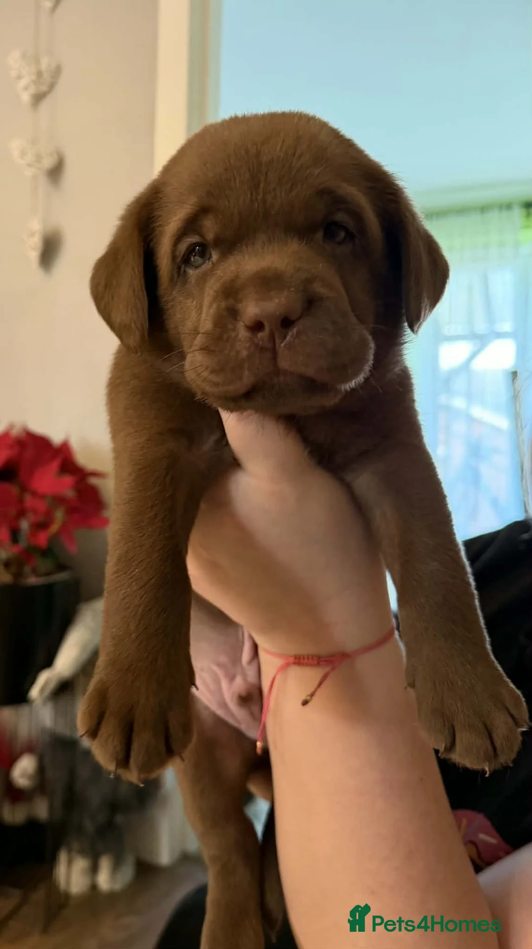 Labrador Retriever dogs for sale: Chocolate Labrador Retriever Puppies-Family Raised - Advert 1