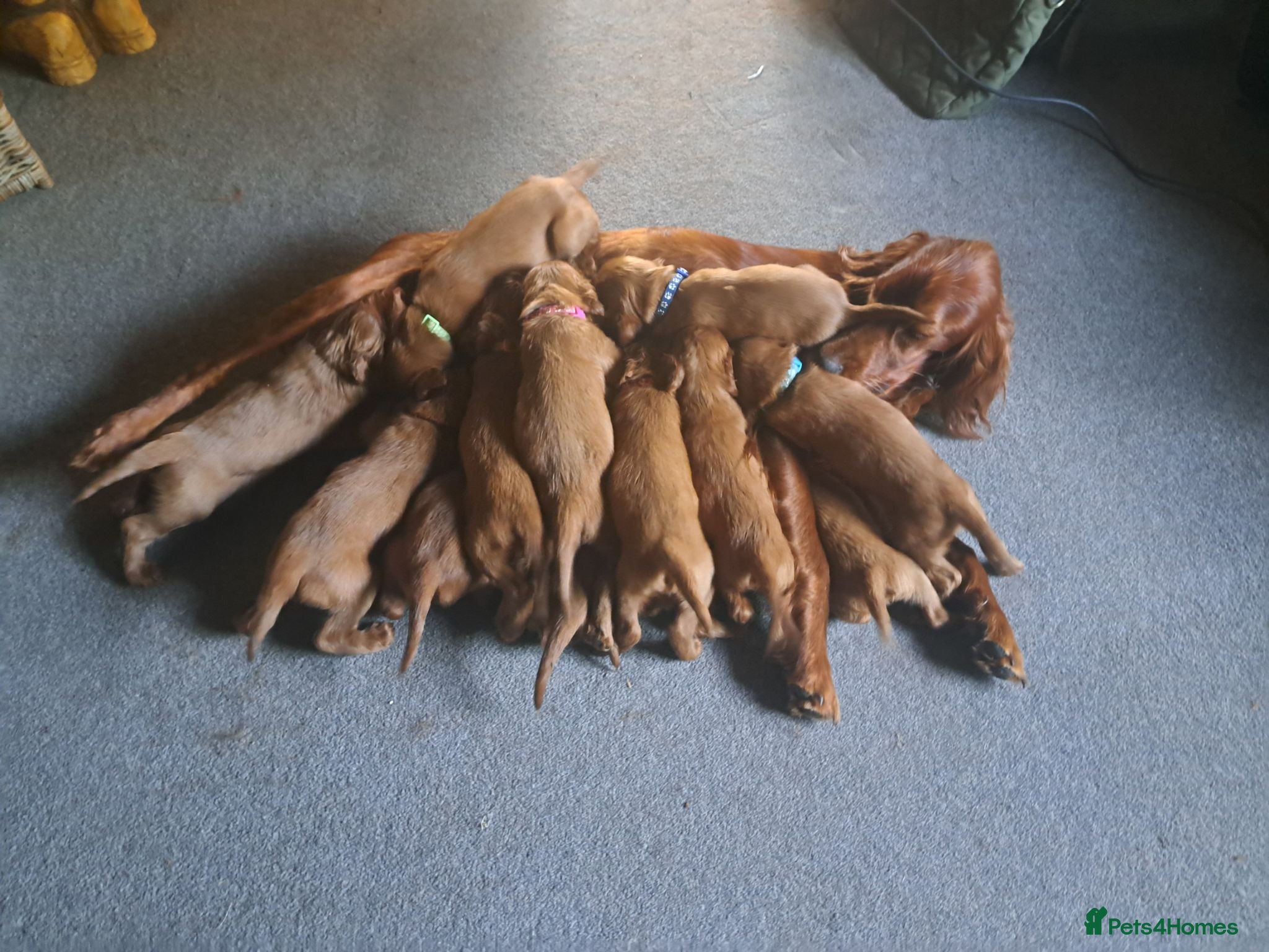 Irish Setter dogs Irish setter puppies  - Advert 5
